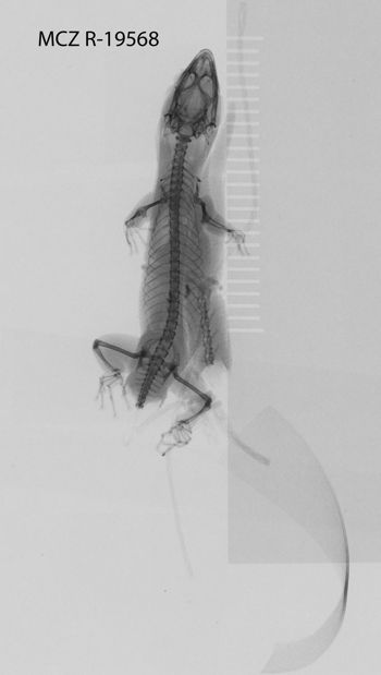 Media type: image;   Herpetology R-19568